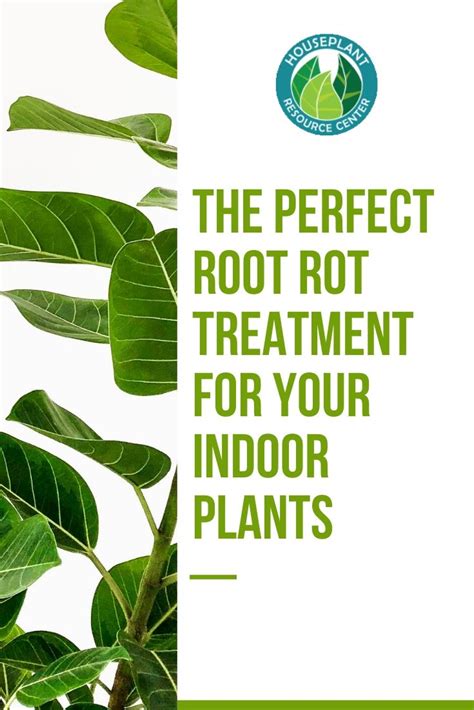 The Perfect Root Rot Treatment for Your Indoor Plants | HRC