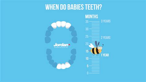 Teething: When do babies teeth? | Jordan Oral Care
