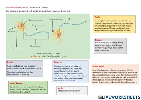 Lembar Kerja Sel Saraf Neuron Worksheet Live Worksheets