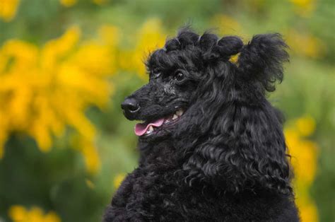 7 Best Moyen Poodle Breeders In America