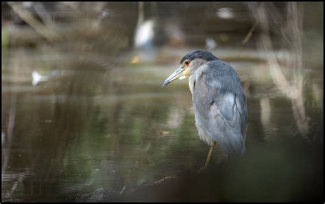 Bihoreau Gris Black Crowned Night Heron Flickr