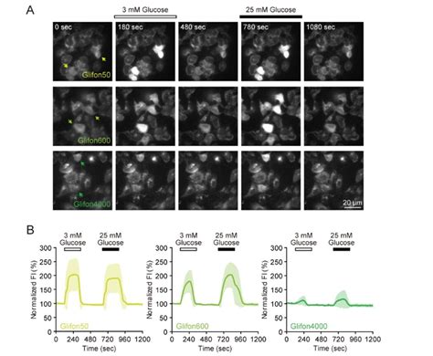 Green Fluorescent Protein Based Glucose Indicators For Real Time