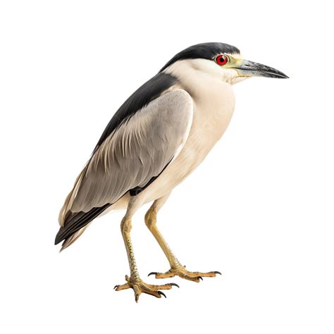 Black Crowned Night Heron Transparent Background, Jack O Lantern ...