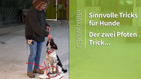 Sinnvolle Tricks für Hunde Zwei Pfoten Hundetricks lernen Praxisvideo