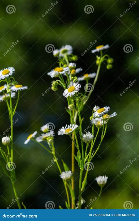 Annual Fleabane Erigeron Annuus Daisy Fleabane Eastern Daisy Fleabane