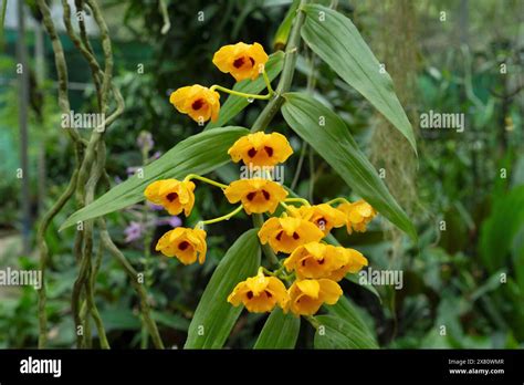 Dendrobium Chrysanthum Yellow Wild Orchid Kaziranga National Park