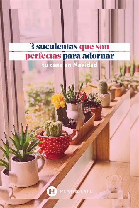 Suculentas Que Son Perfectas Para Adornar Tu Casa En Navidad