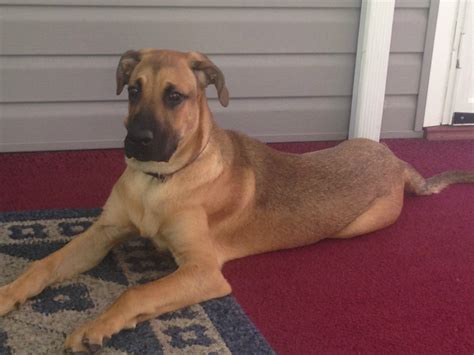 Great Dane German Shepherd Mix Puppies