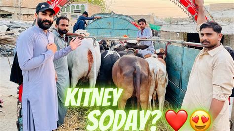 Soday Naseeb Key Heavy Or Sasty Janwar Cow Mandi Vlogs Hammad