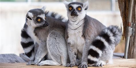 Ring-tailed lemur | Smithsonian's National Zoo and Conservation Biology ...