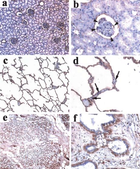 Podoplanin Expression In Normal Tissues Podoplanin Expression As