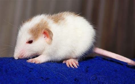 Best Rat Toys: 7 Types of Toys to Keep Your Rats Entertained | Rat toys ...