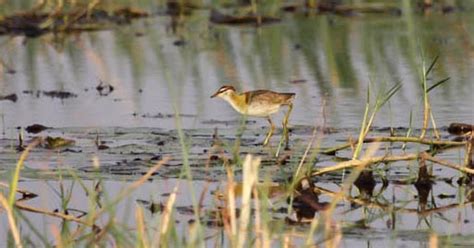 Wader Quest Wader Gallery