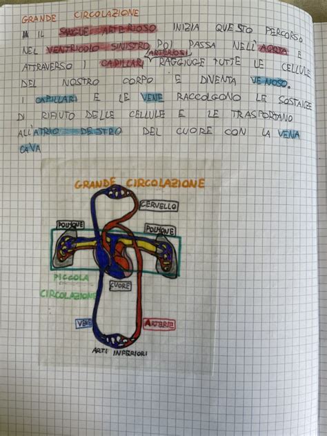 APPARATO CIRCOLATORIO Blog Di Maestra Mile