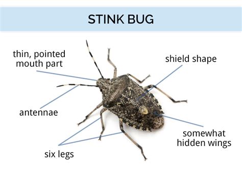 What Are Stink Bugs & What Do Stink Bugs Look Like - Stink Bug ...