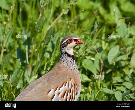 Red Legged Partridge Alectoris Rufa Profile Of Single Adult