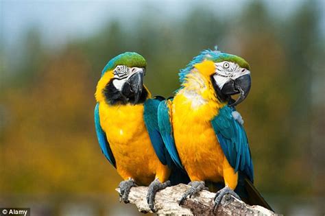 Parrots - information