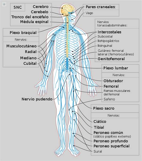 Creativo Acceso Definido Nervio Cubital Codo Dolor Dejar Abajo Irradiar