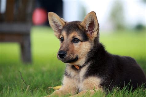 40+ Cutest Dog Breeds as Puppies | Reader's Digest