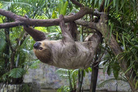 Bicho preguiça características espécies e curiosidades