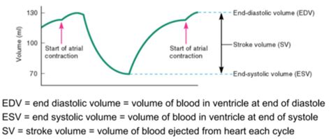 Physio 7 Cardiovascular Physiology 2 Cardiac Function Hemodynamics