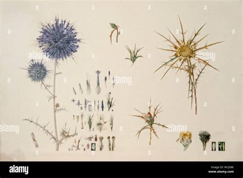 Thistle botanical illustration hi-res stock photography and images - Alamy