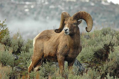 Rocky Mountain Bighorn Sheep Yellowstone National Park U Flickr