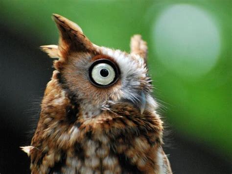 Hibou - Totems-Scouts.be