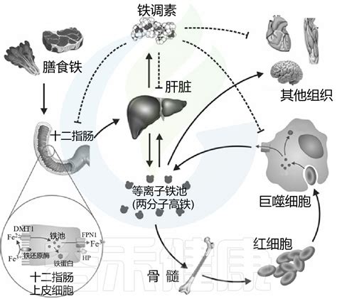 科学网— 转载 人与菌对铁的竞争吸收 塑造并控制肠道潜在病原菌的生长 牛耀芳的博文