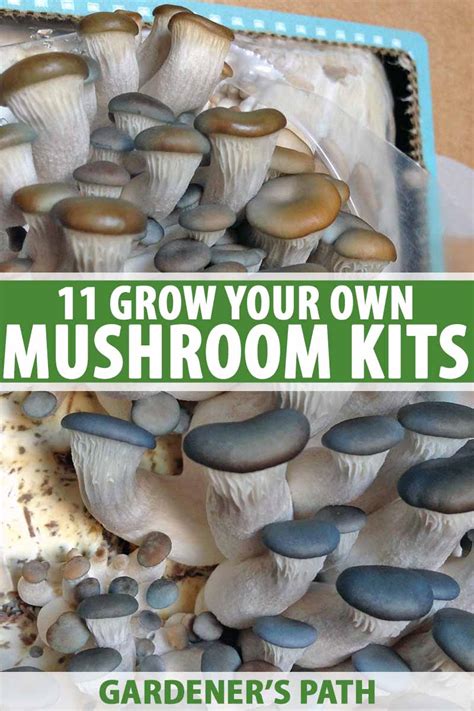 Magic Mushroom Spores Shortcuts The Easy Way Web Digis