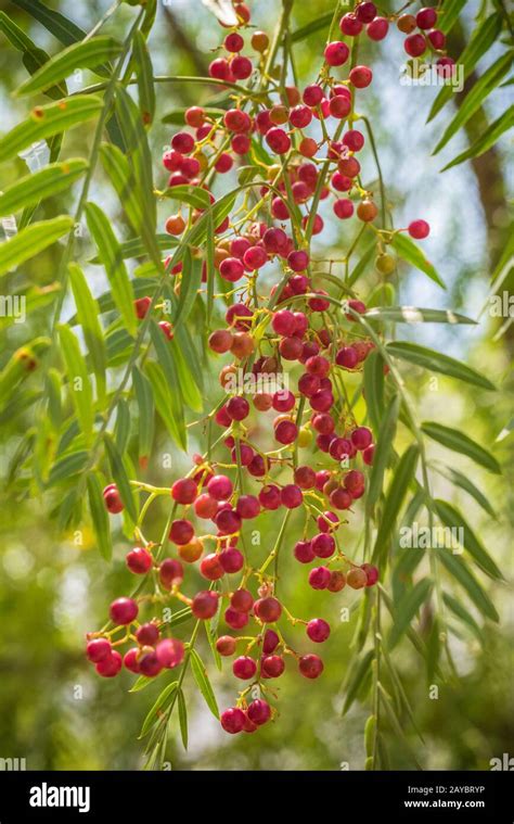 A pink pepper tree with peppercorns, Schinus molle also known as Peruvian pepper tree Stock ...