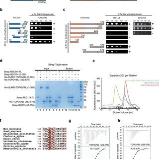 The C Terminal Region Of Topovibl Interacts With The N Terminal Domain