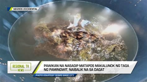 Regional Tv News Pawikan Naibalik Sa Dagat Youtube