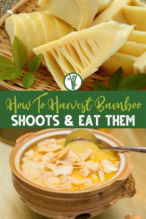 How To Harvest Bamboo Shoots And Eat Them Bamboo Plants HQ