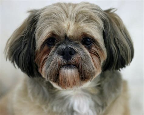 Shih Tzu Brązowe I Inne Ciekawostki Na Temat Shih Tzu