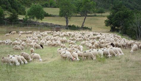 Los Ganaderos De Zamora Ya Tienen Disponible La Vacuna Frente Al