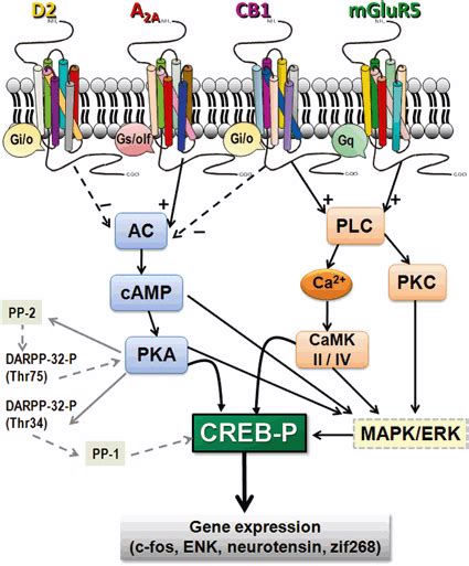 Adenosine A2a Receptors Localization And Function Springerlink