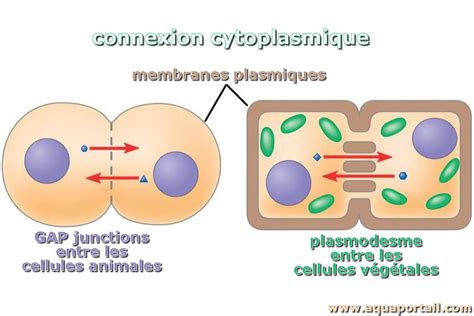 Connexion Cytoplasmique D Finition Et Explications