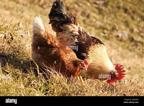 Free Range Chicken Farm House Field Hi Res Stock Photography And Images