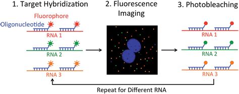 Below Is A Diagram Of The Results From A Dna Rna Hybridization