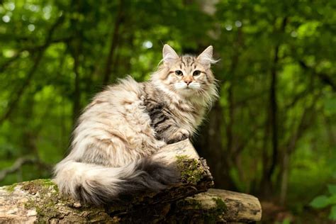 7 Best Siberian Cat Breeders: Quality Comes First