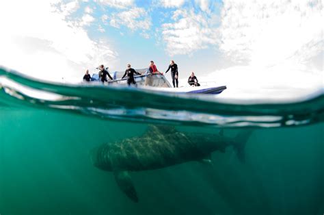 Basking Shark Tours Visitscotland