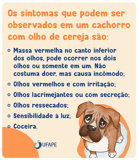 Olho De Cereja Cachorro O Que E Como Tratar Ufape Hospital