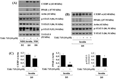 Life Free Full Text Suppression Of Lipid Accumulation In The