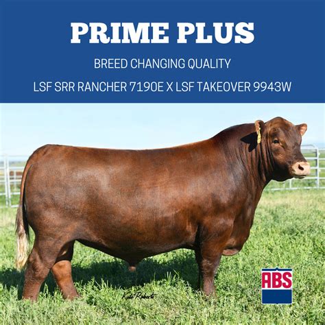 Five Red Angus Bulls You Should Know Abs Global Us