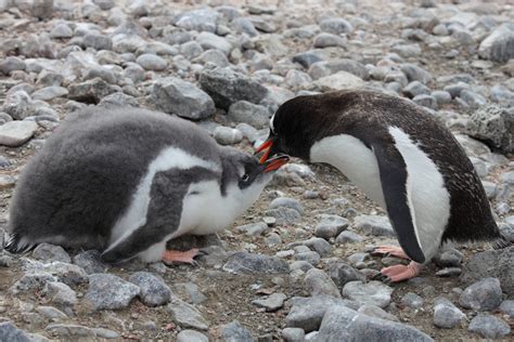 Inpomenro Pictures Of Penguins Eating