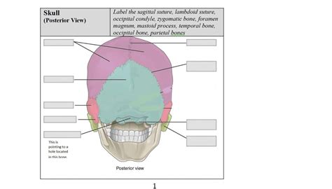 Answered Skull Posterior View This Is Pointing… Bartleby