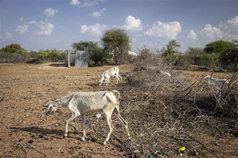 In Beeld Door Extreme Droogte In De Hoorn Van Afrika Lijden 13 Miljoen