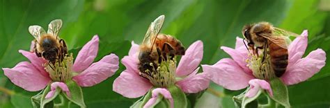 Eigen Bijenvolk Op Onze Tuin Volkstuinvereniging Het Hoge Land Epe