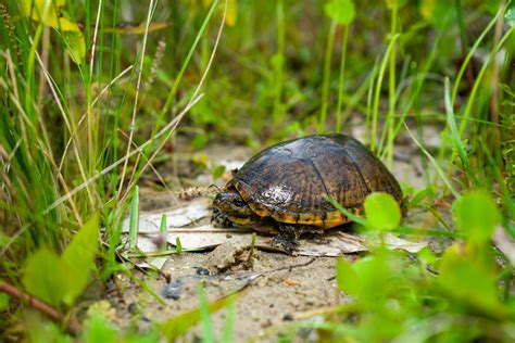 Common Musk Turtle